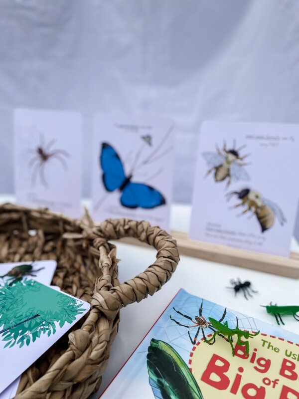 Flash Cards - Bugs - Image 3