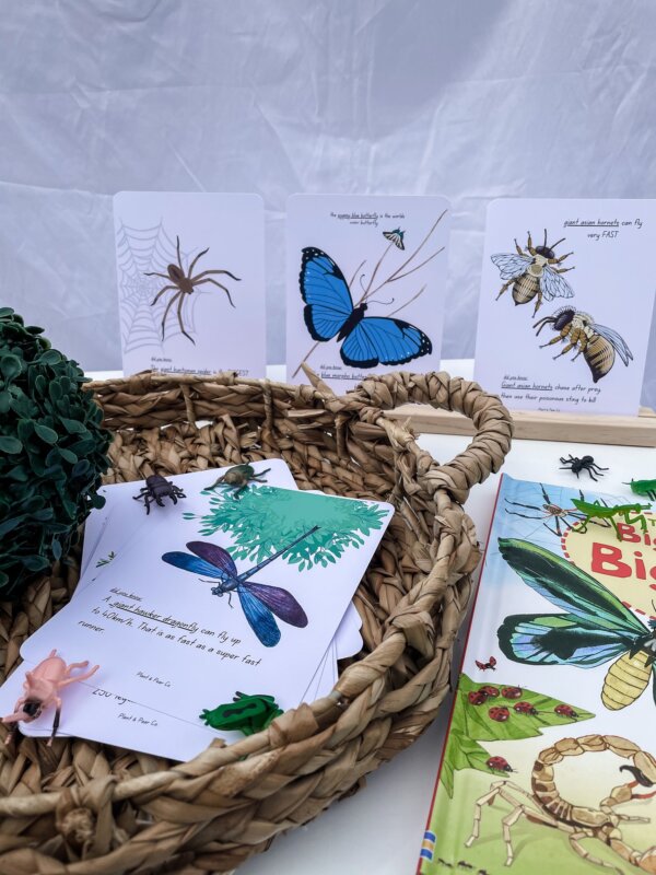 Flash Cards - Bugs - Image 2
