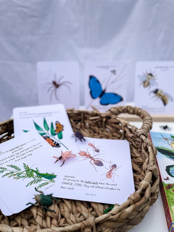 Flash Cards - Bugs